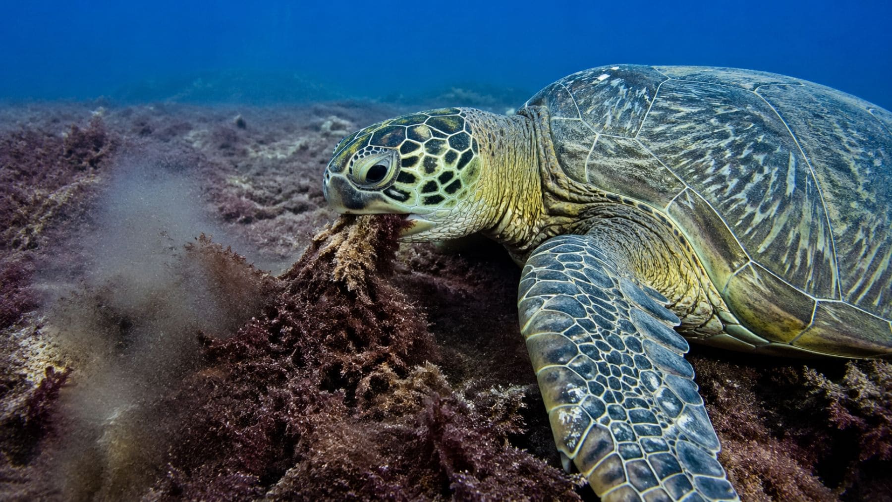 Tortuga marina verde alimentándose de alga invasora Chondria tumulosa en un arrecife de Hawái.