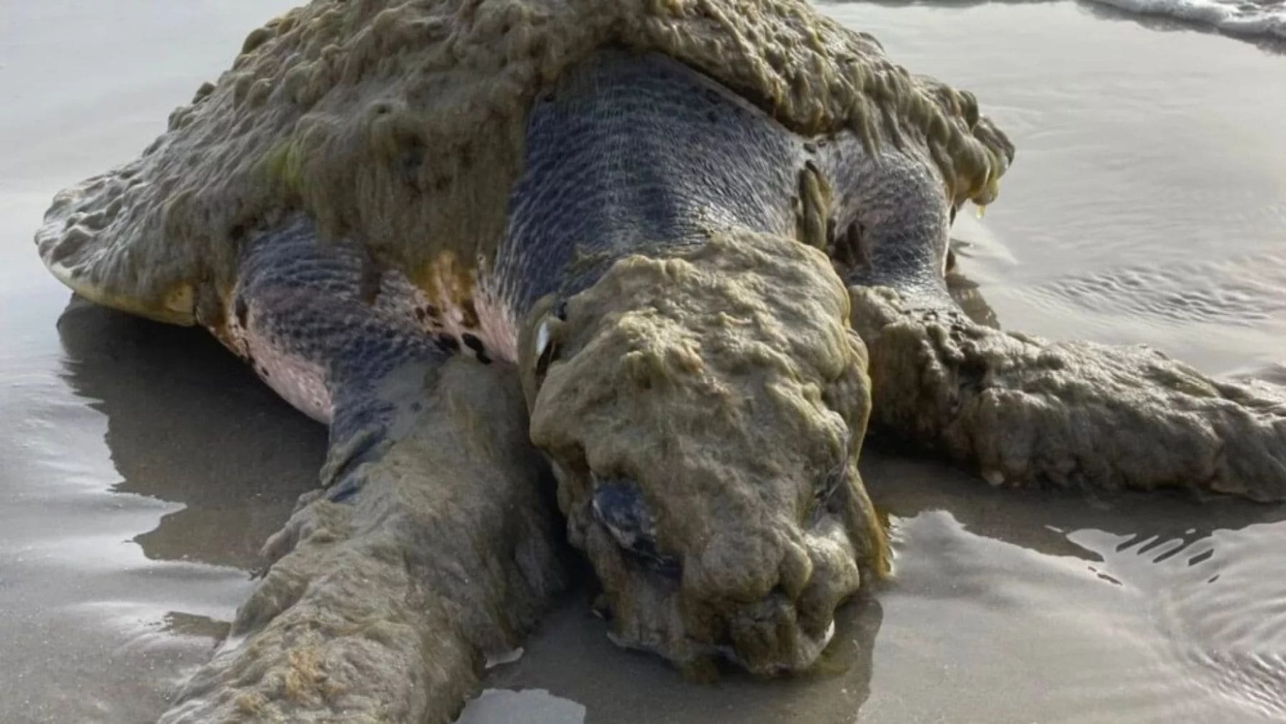 Tortuga marina lora cubierta de epibiontes varada en una playa de Galveston Texas en estado crítico.