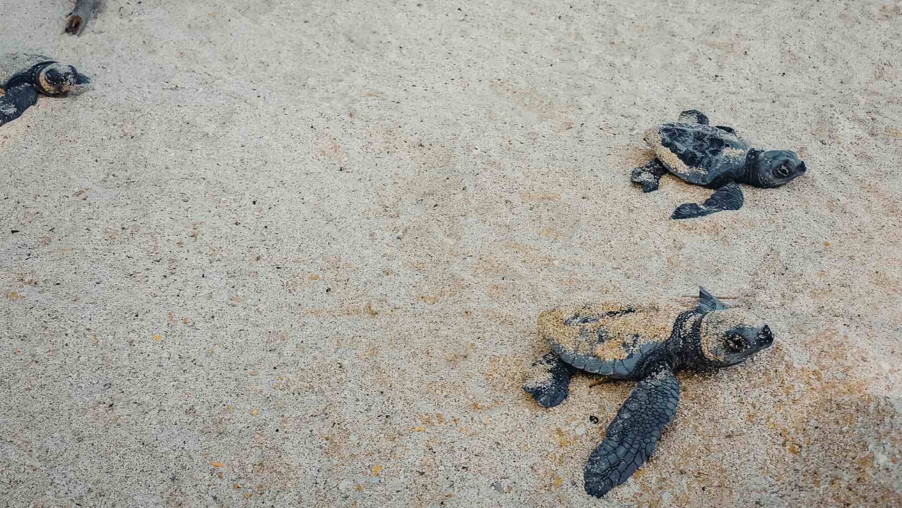 Crías de tortuga marina recién nacidas caminando por la arena hacia el mar.