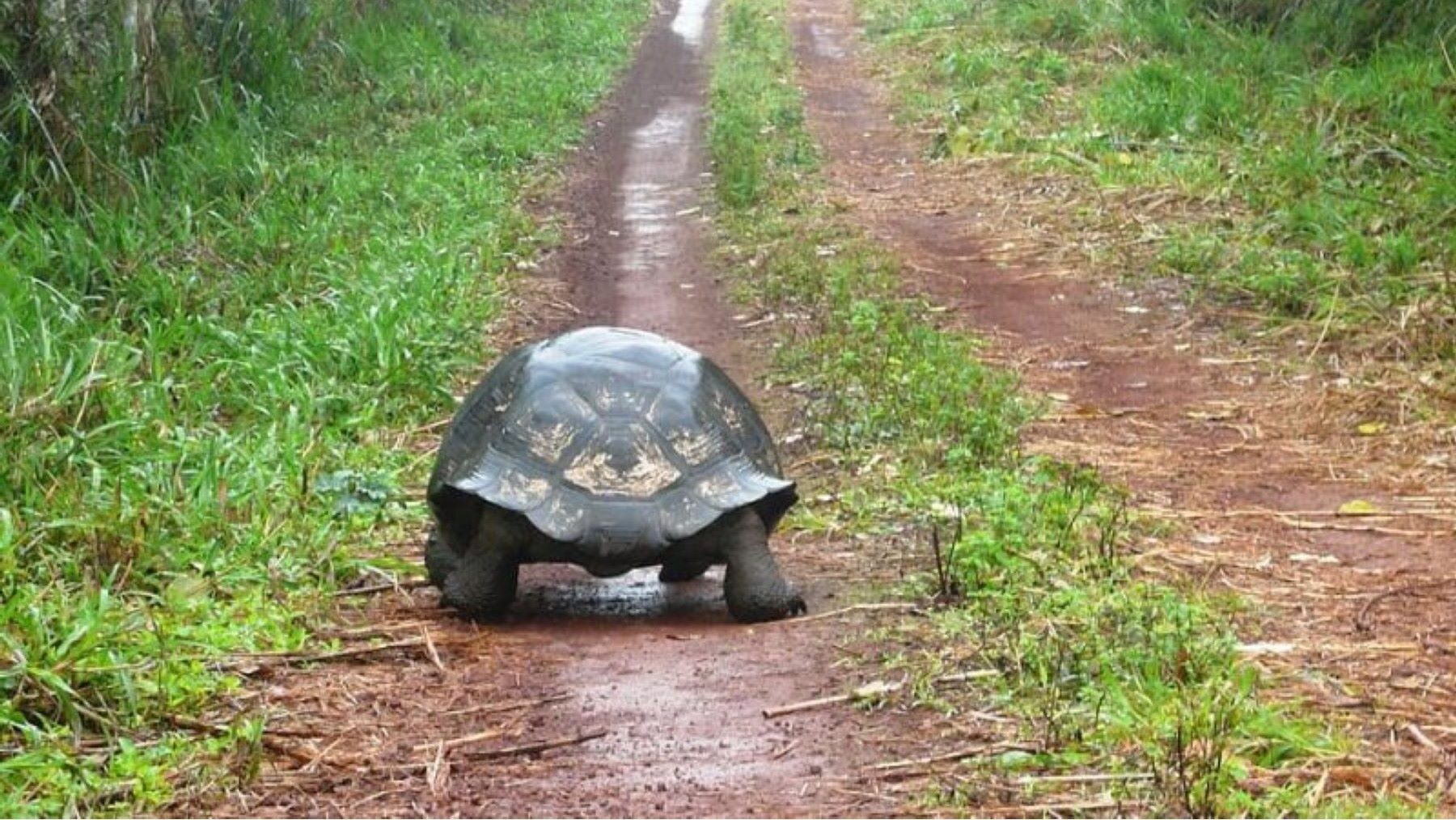 las tortugas gigantes restauran ecosistemas en Seychelles en solo seis meses