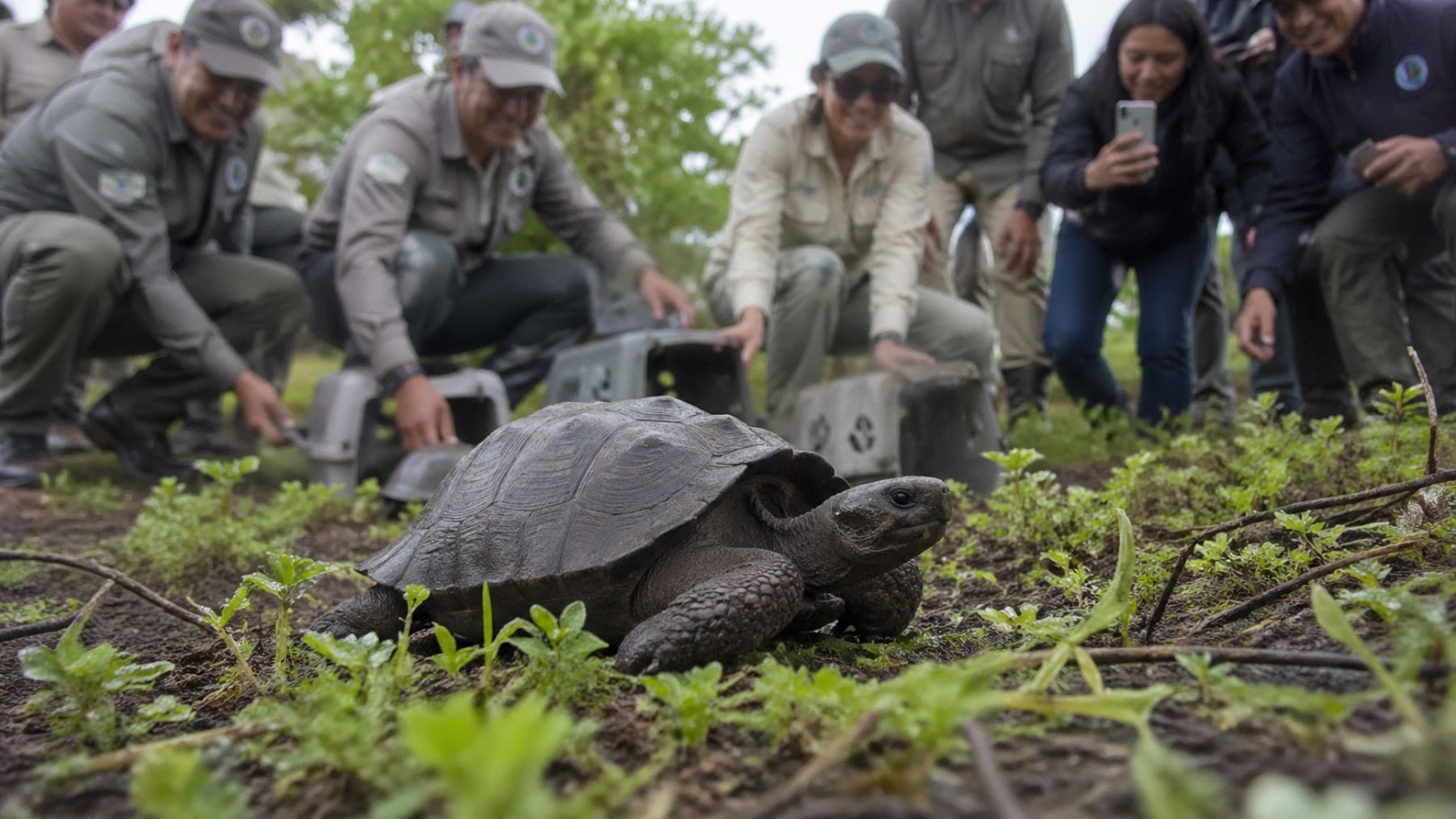 Tortuga gigante liberada en la isla Floreana durante el programa de reintroducción en Galápagos.