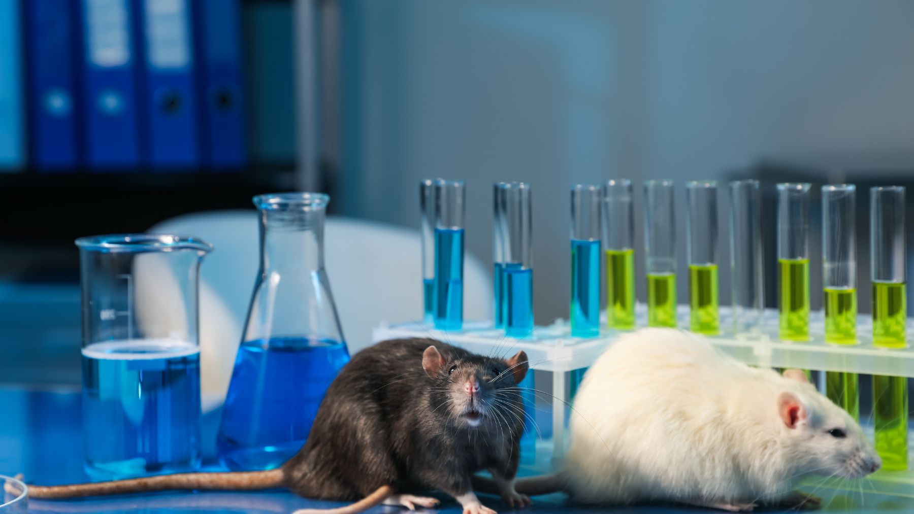 Ratas en laboratorio junto a productos químicos en ensayos que la UE prohibirá en detergentes.