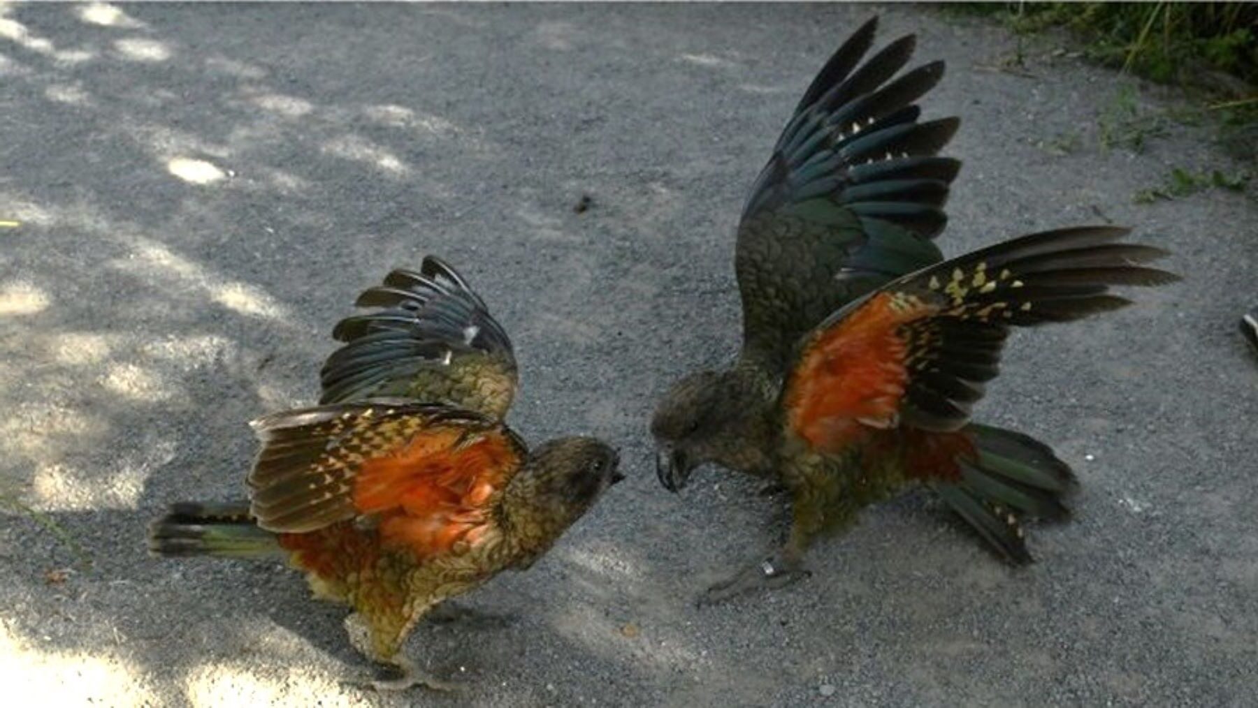 un loro sin pico se convierte en macho alfa con una estrategia única