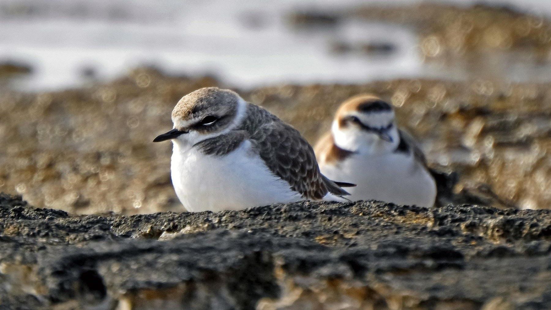 una investigadora revela la migración del chorlitejo patinegro con GPS