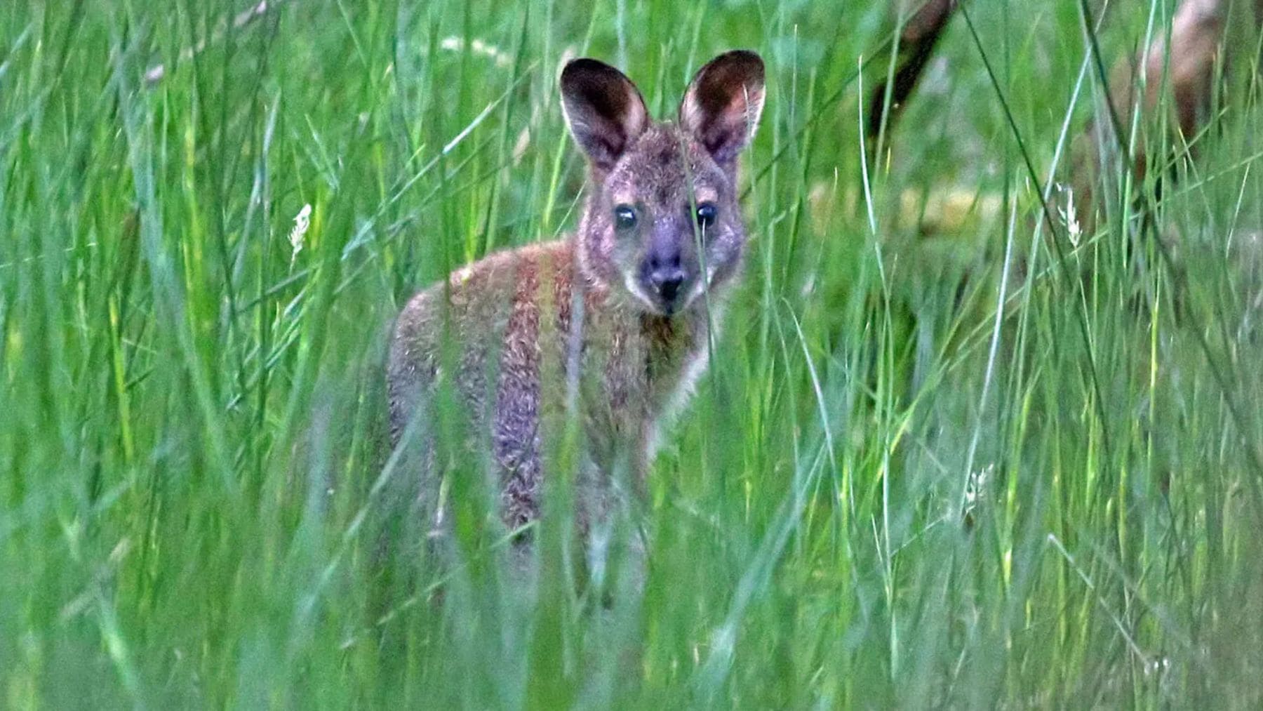 Ualabí de cuello rojo entre la vegetación en la Isla de Man, especie invasora que afecta a cultivos.