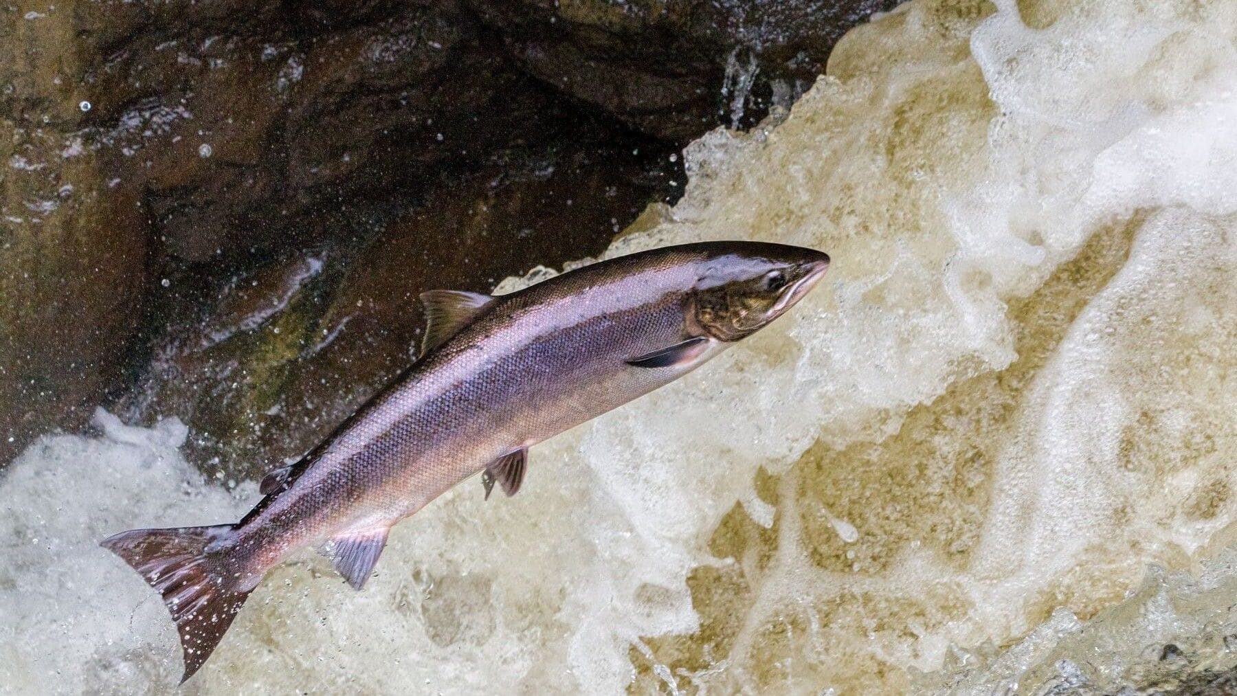 Asturias reclama la veda total del salmón por la desaparición del campanu