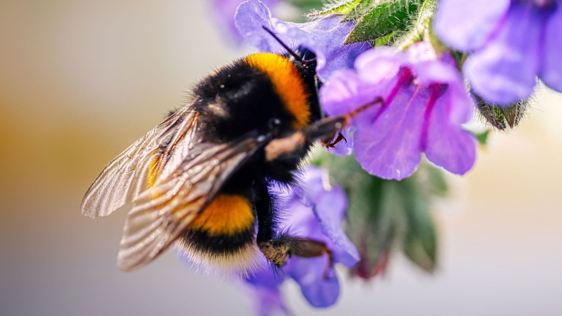 Abejas trabajando en la polinización de flores en un entorno natural