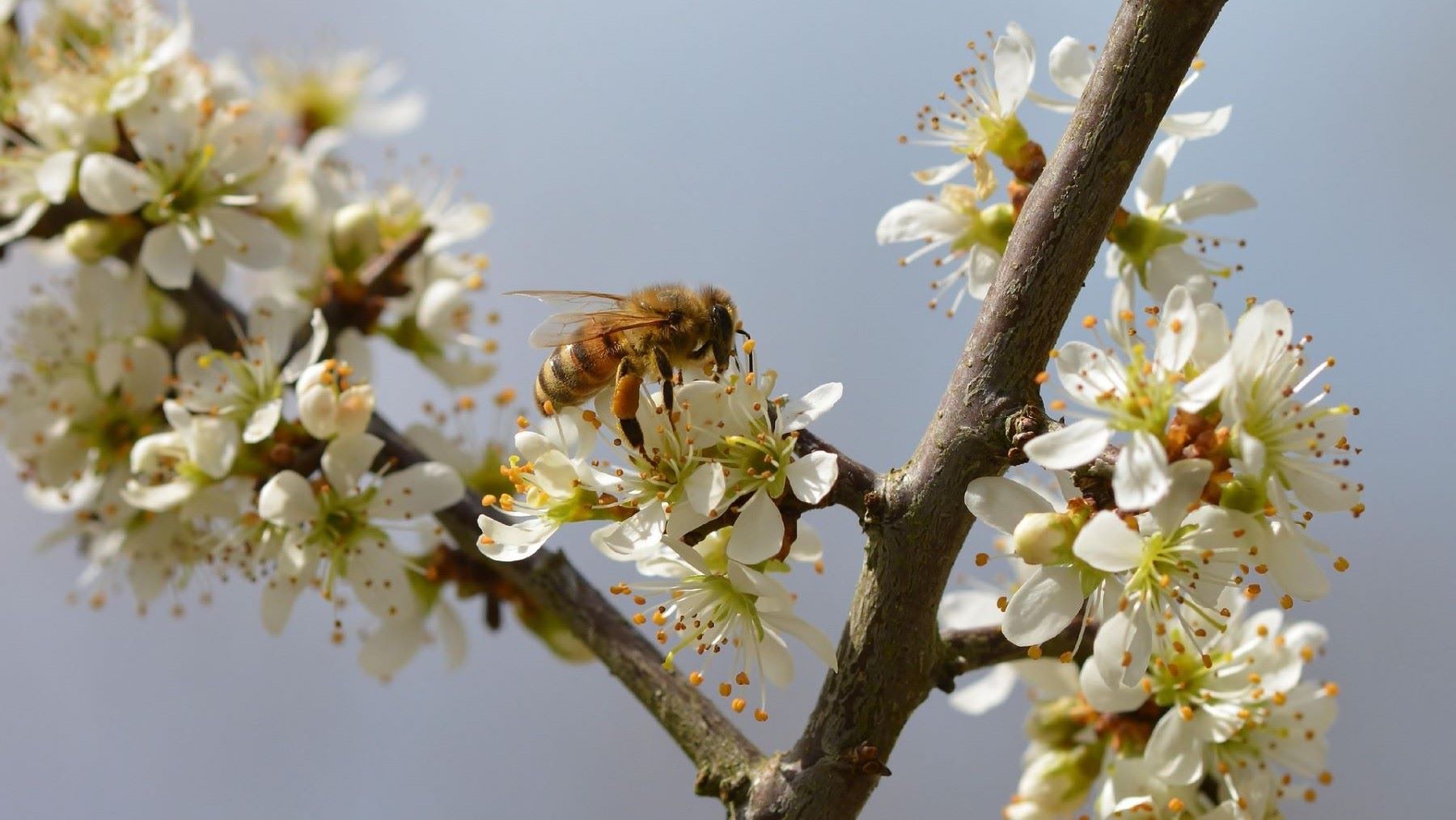 Día Mundial de las Abejas 2026 y protección de polinizadores