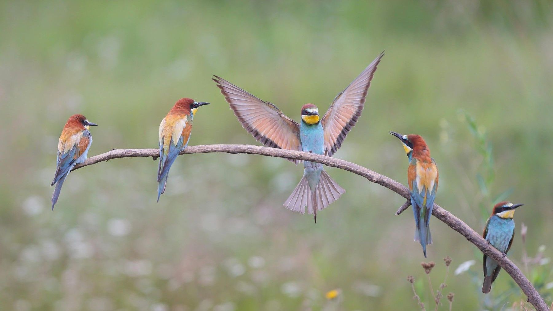 SEO/BirdLife celebra el Día Europeo Natura 2000