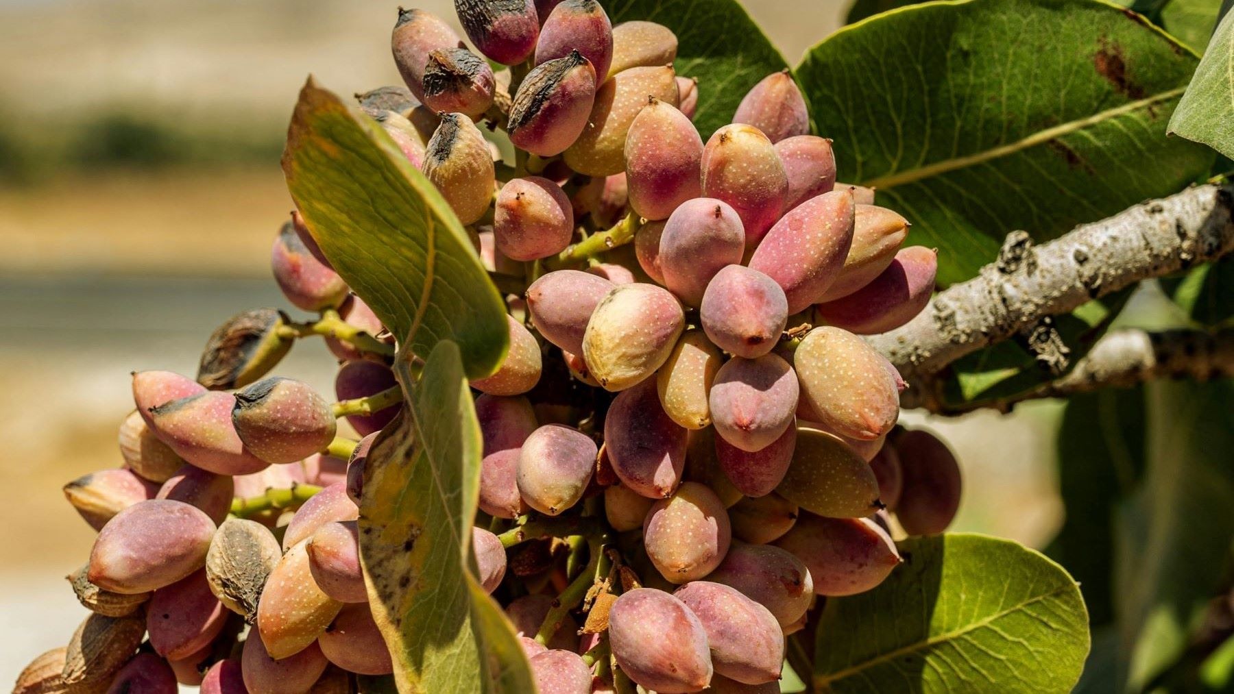 Plantación agrícola donde Adiman estudia la absorción de CO2 en cultivos de pistacho de La Manchuela