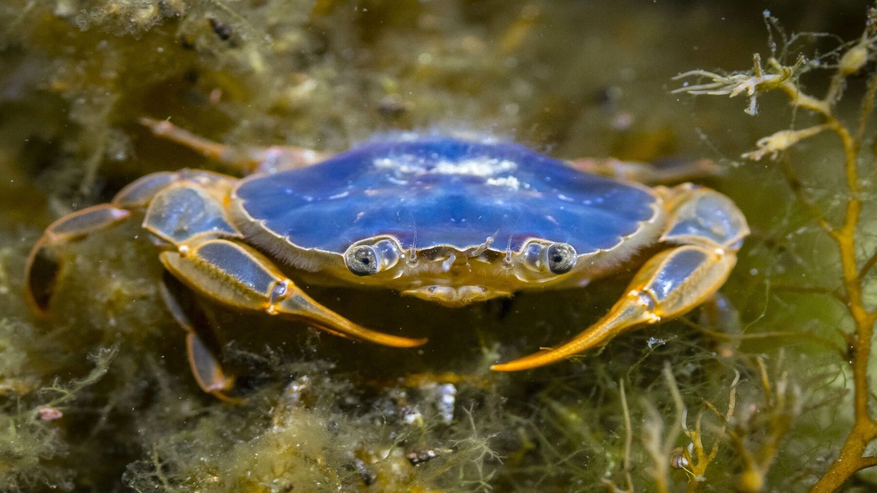 Miles de cangrejos patudos invaden las playas de las islas Cíes fenómeno masivo