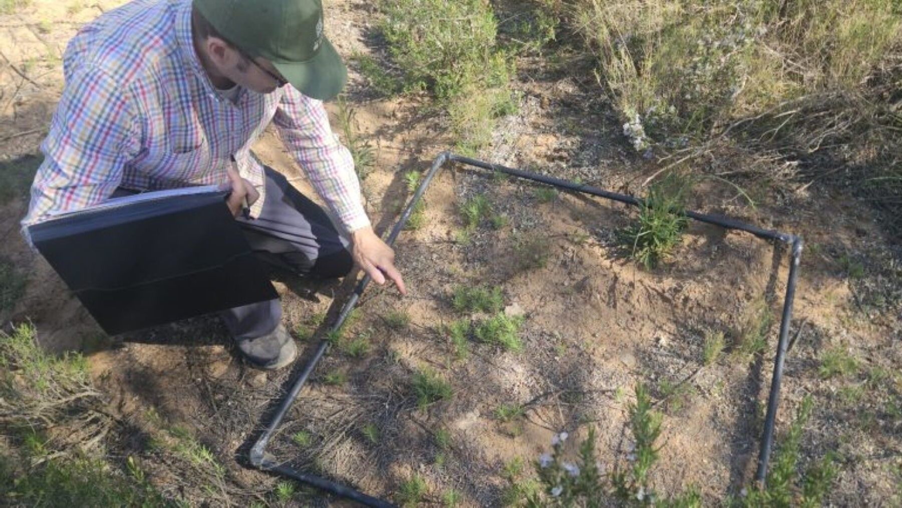 Ammochloa palaestina en la Región de Murcia en la Sierra del Serral de Yecla