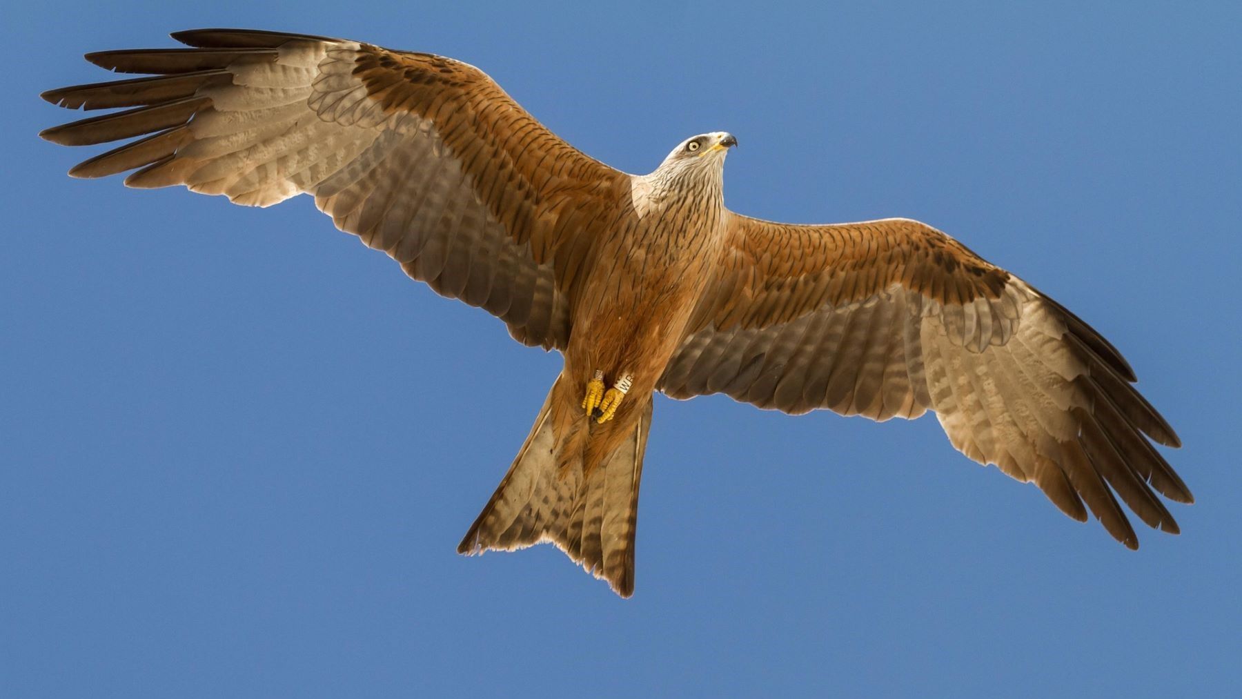 aves migratorias anilladas