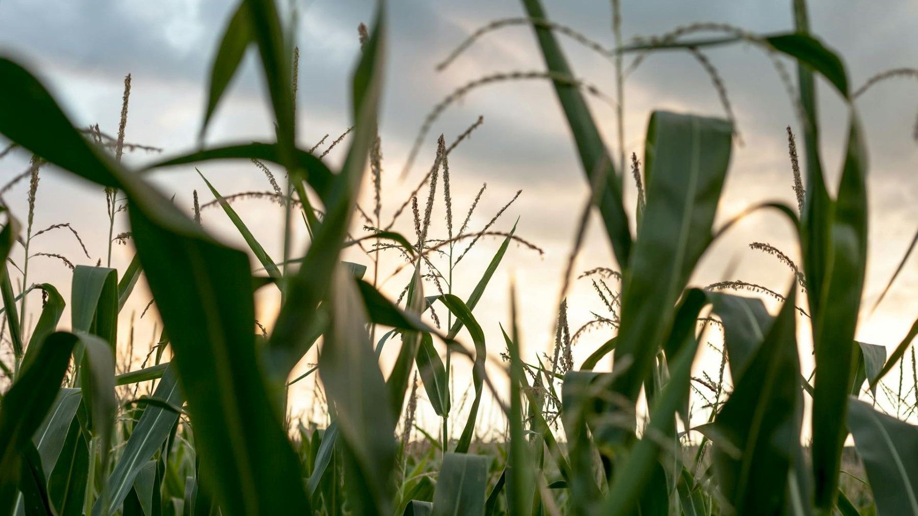 Sobran fertilizantes en los grandes cultivos agrícolas