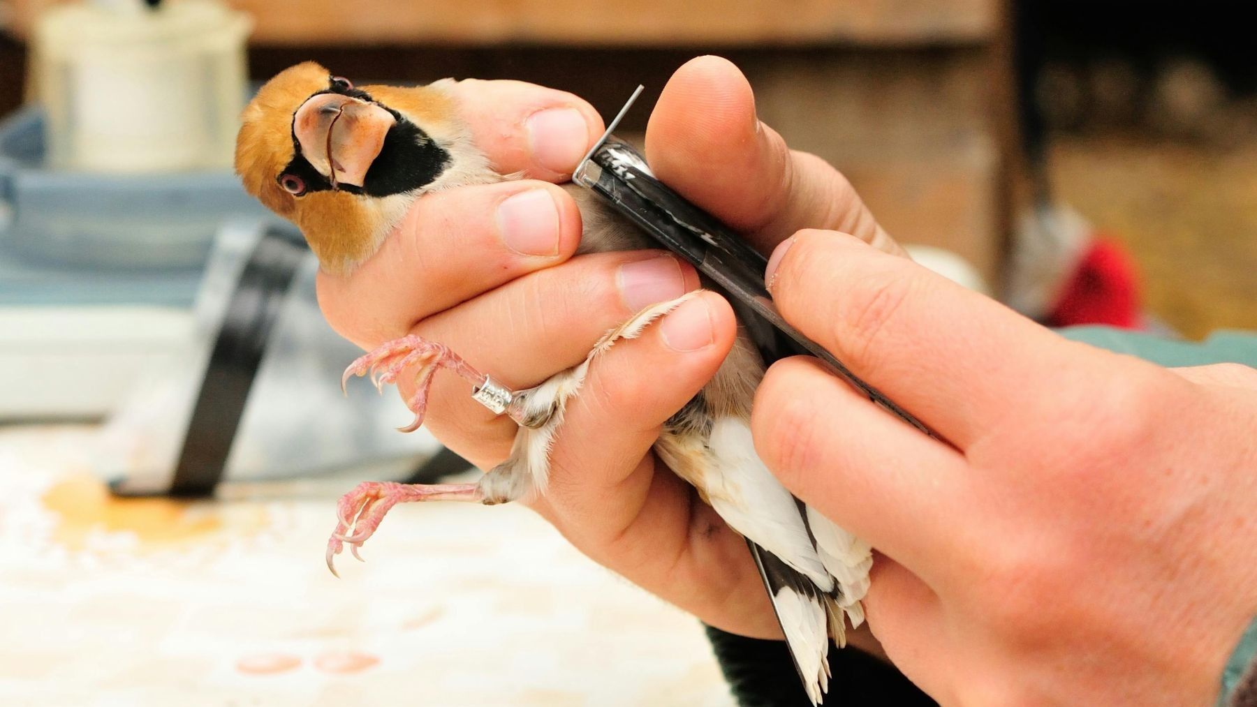 El Día Mundial de las Aves Migratorias 2026 se inaugurará el 'Urdaibai Bird Center'