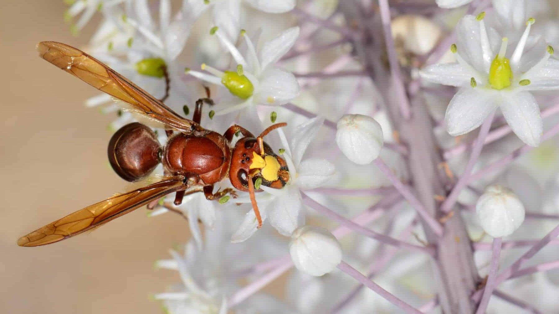 Avispón oriental amenaza a las abejas y preocupa al sector apícola andaluz