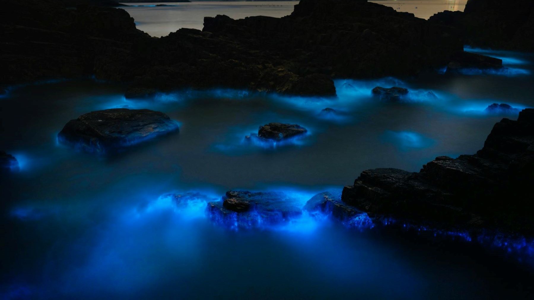 Bioluminiscencia marina en peligro