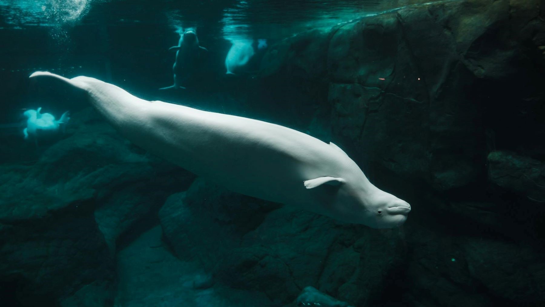 Investigación donde las ballenas beluga se reconocen en el espejo