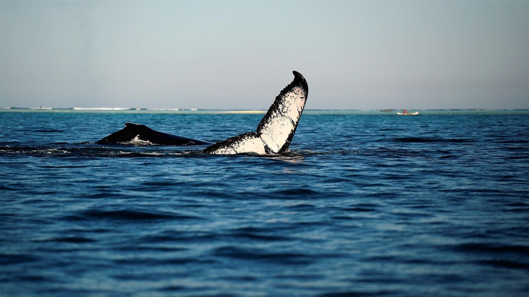 Impacto del ruido submarino sobre ballenas y fauna marina