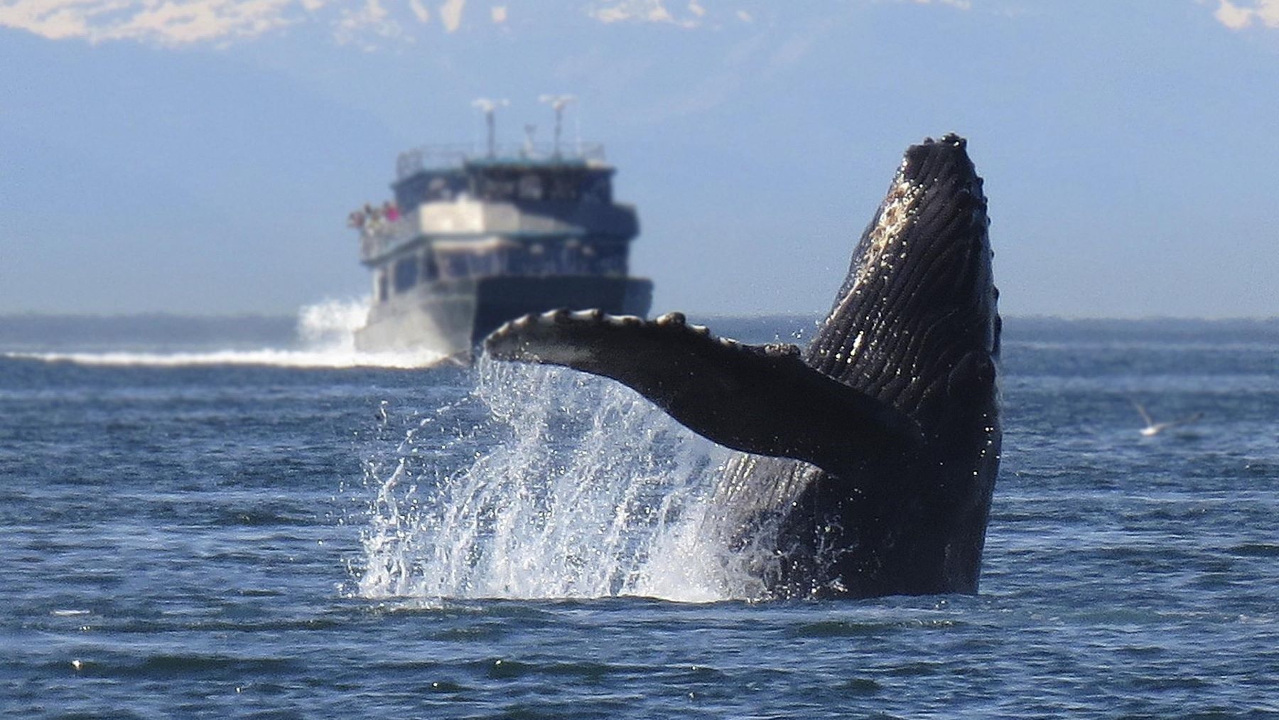 Ballenas adaptan su lenguaje al ruido de los barcos