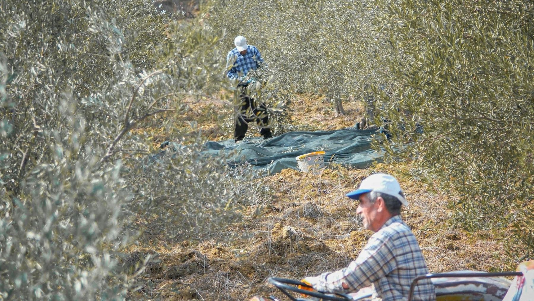 residuos de poda del olivar