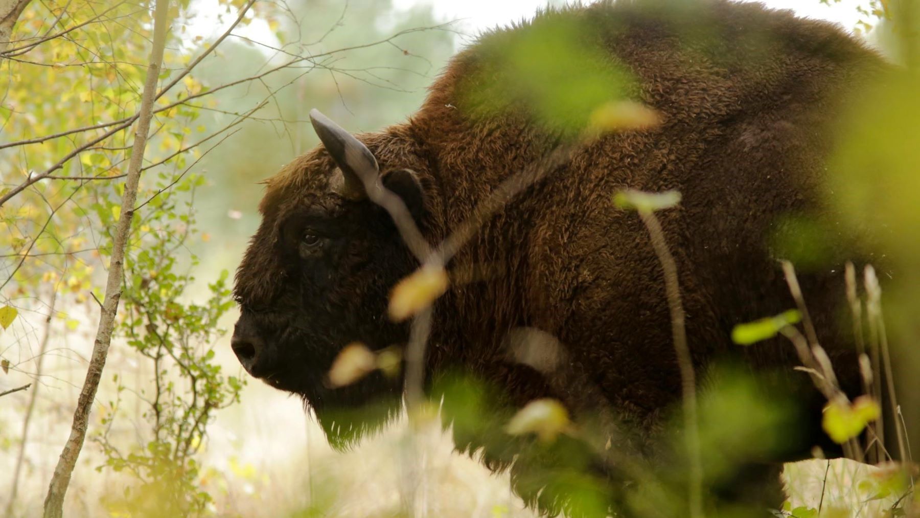 bisonte europeo en Guadalajara previniendo incendios