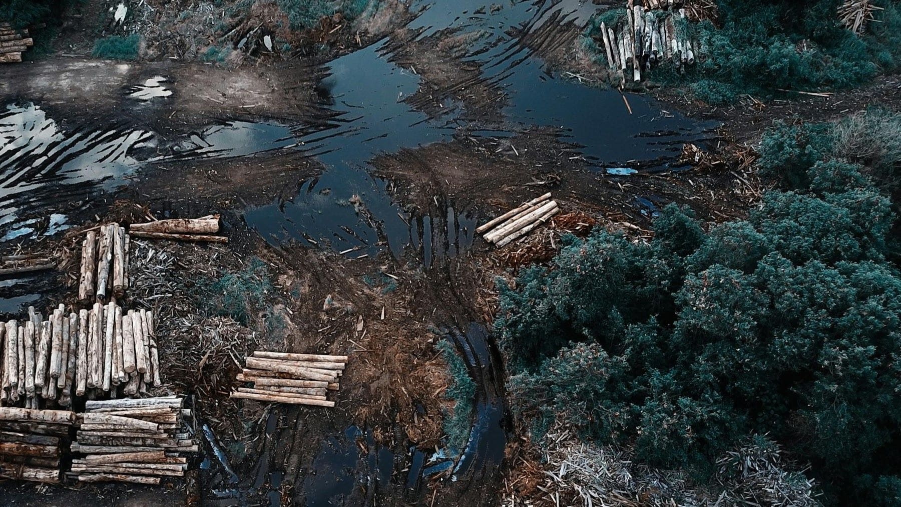 deforestación en Sudamérica