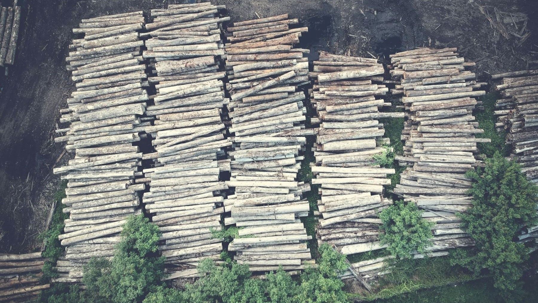 La deforestación en los bosques tropicales de Brasil