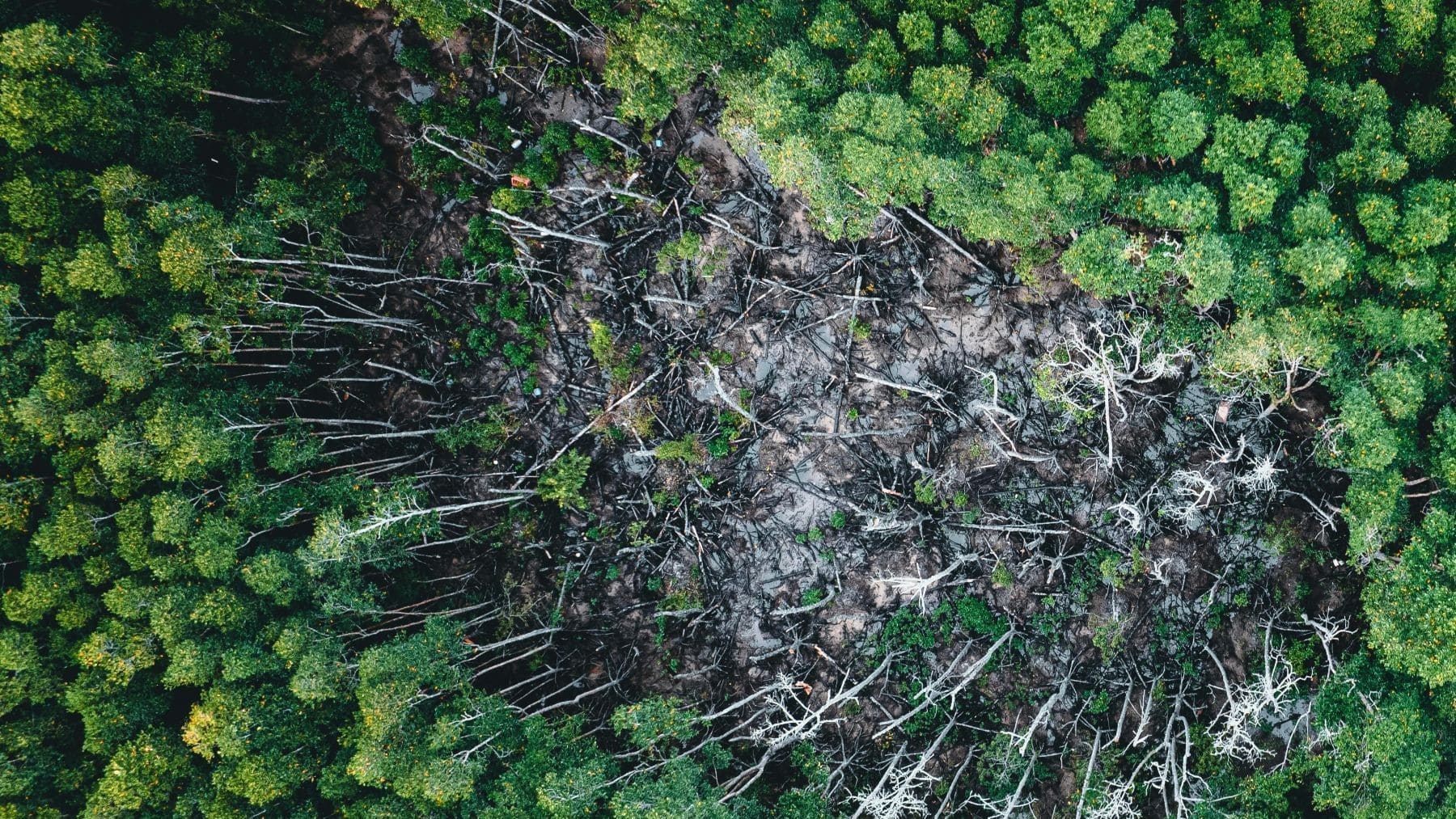 Imagen relacionada con que Brasil perdió en 2025 menos de un millón de hectáreas de vegetación nativa