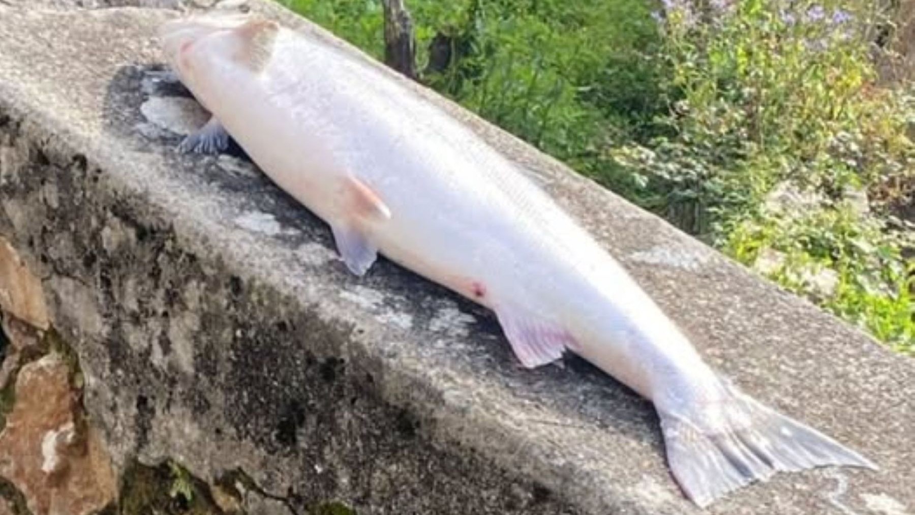 campanu del Sella capturado en el río asturiano