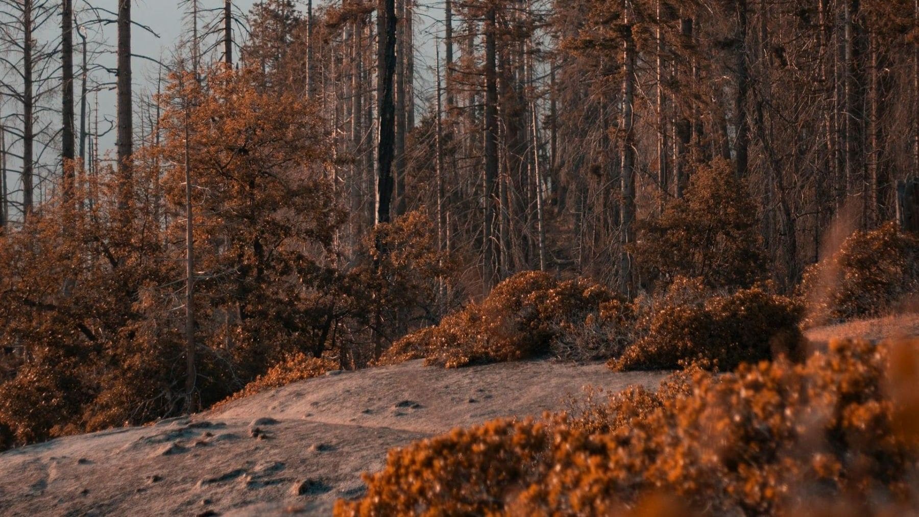 La memoria de los ecosistemas redefine la prevención de incendios en Europa