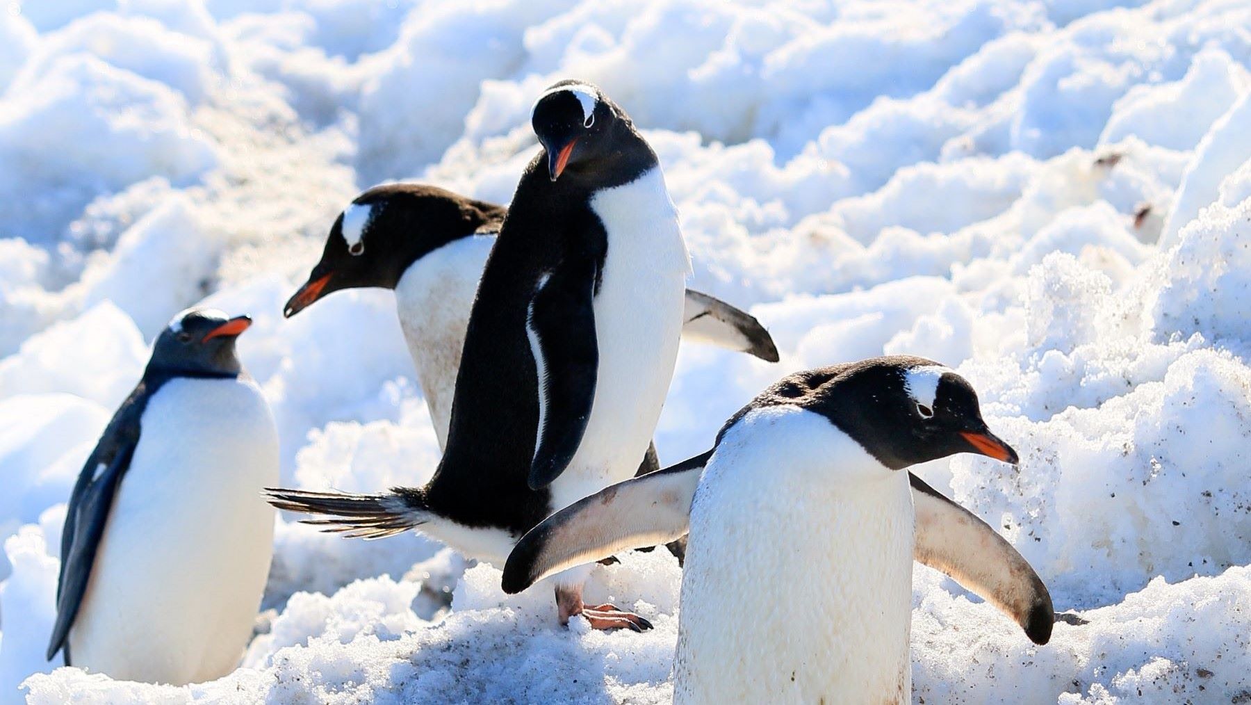 nueva especie de pingüino descubierta en las islas Kerguelen