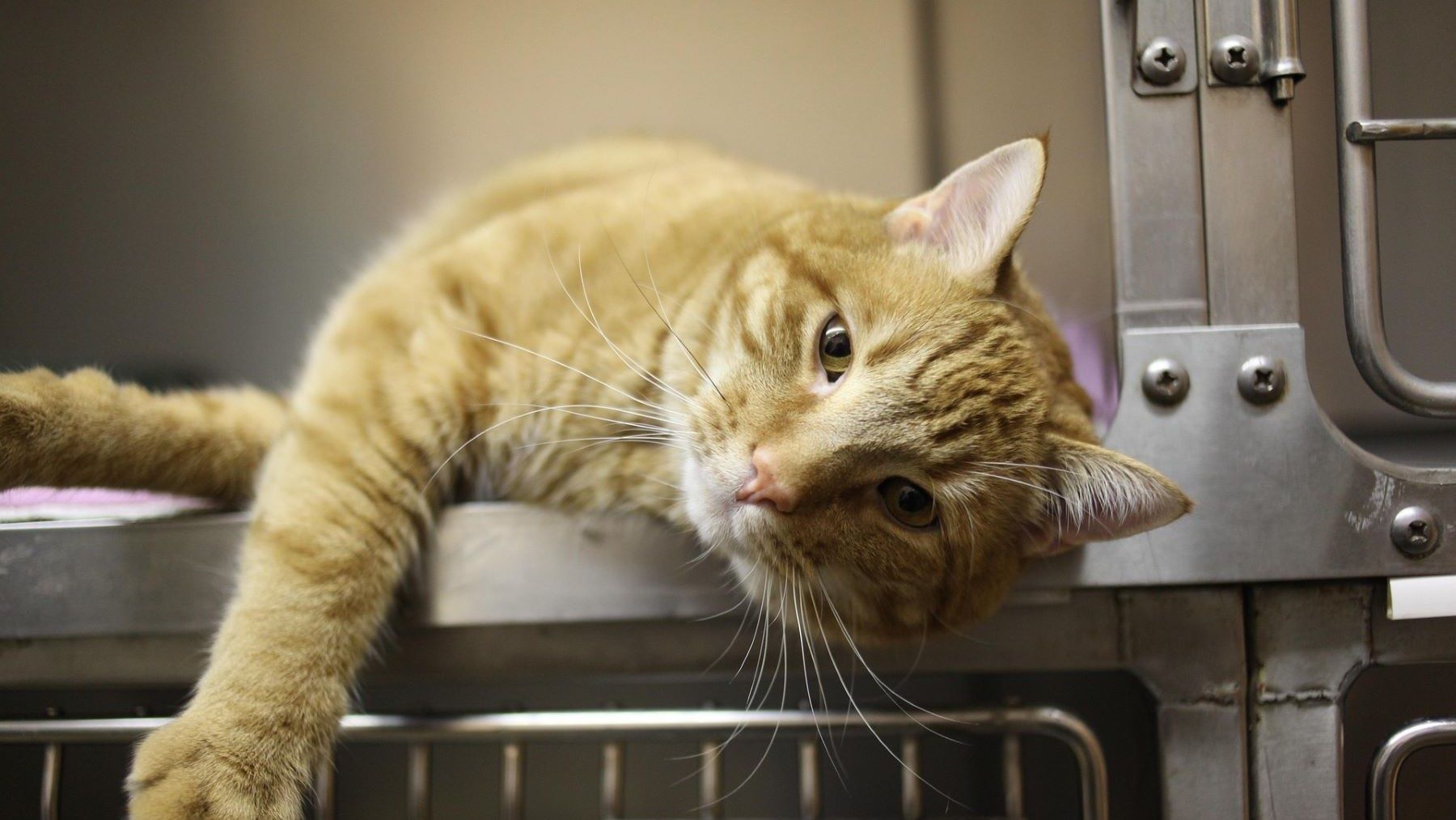 El problema de sobrevacunar mascotas en España veterinario
