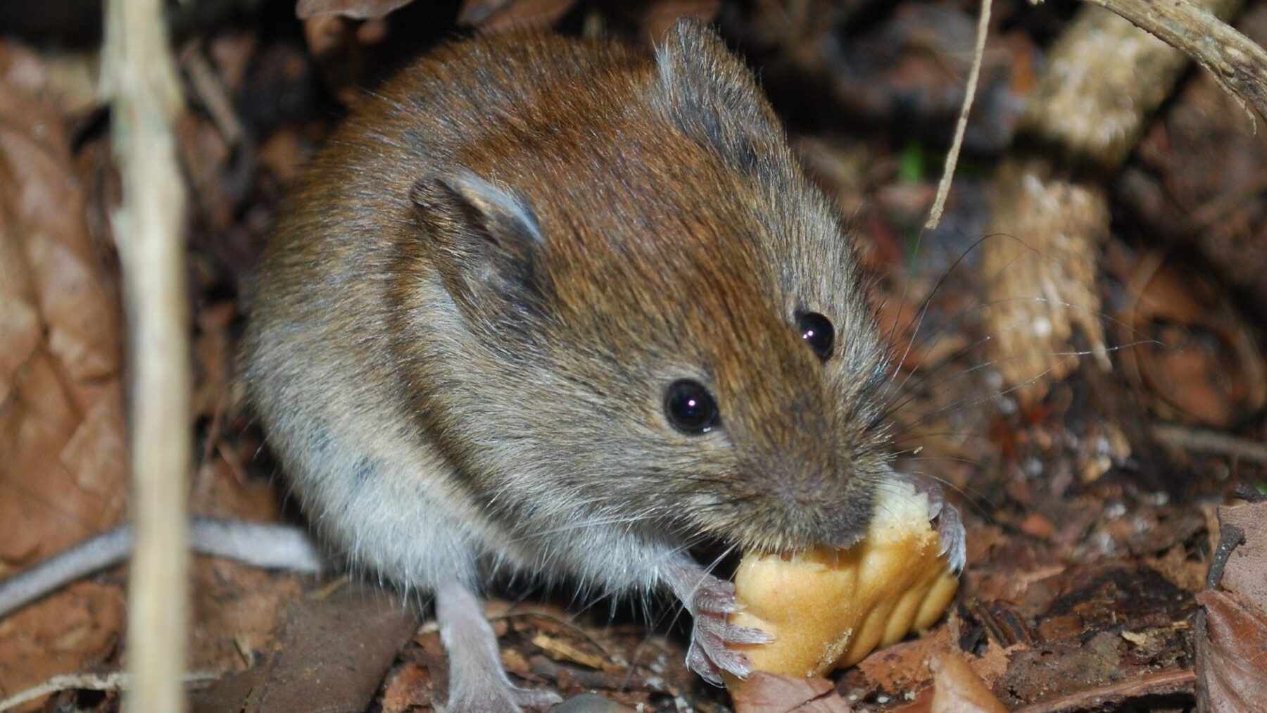 Hantavirus y roedores silvestres en estrategia One Health