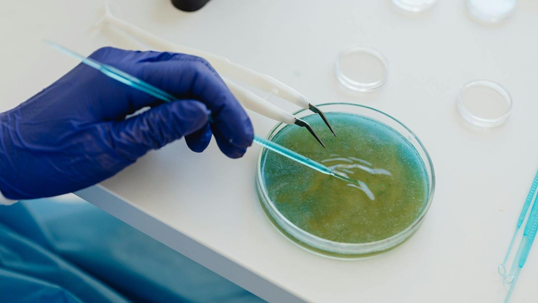 Bioestimulantes con microalgas resistentes para agricultura sostenible
