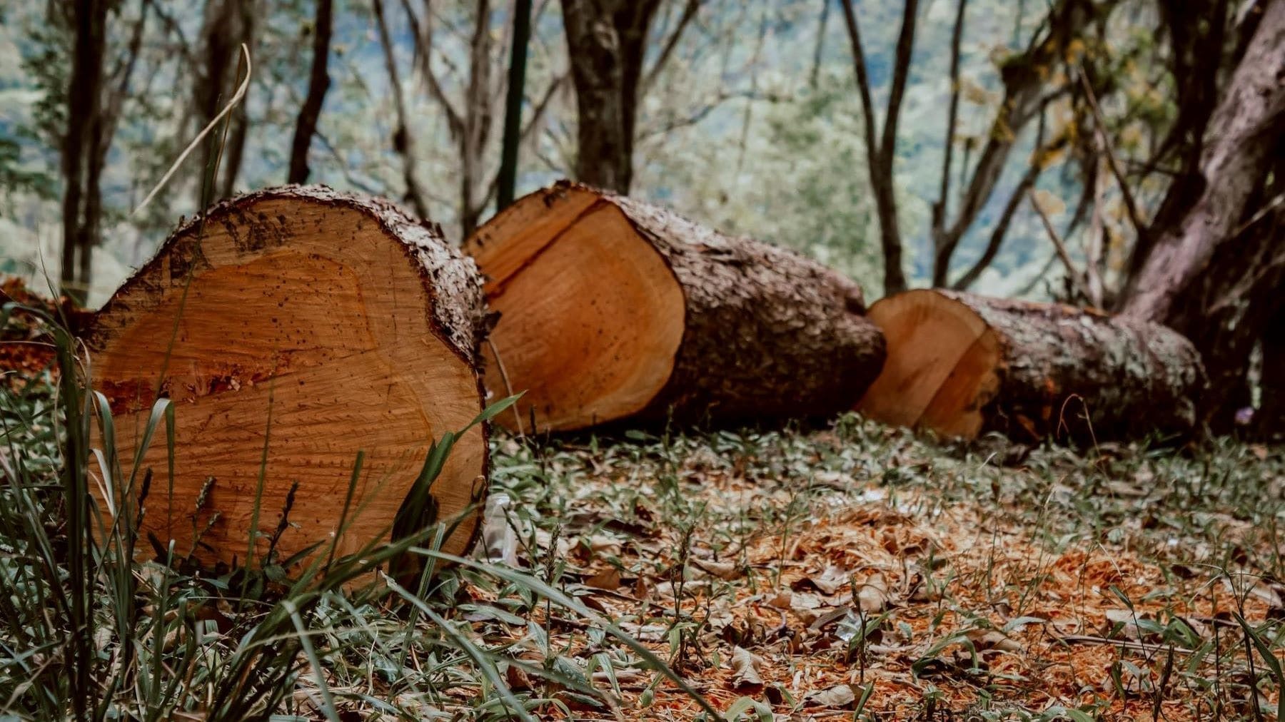 UE relaja la ley de deforestación a las pymes y retira el cuero de la norma