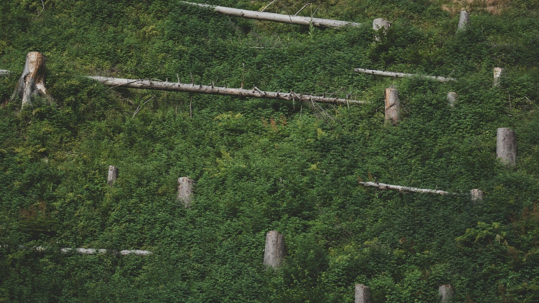 UE ley deforestación bosques tala impacto ambiental