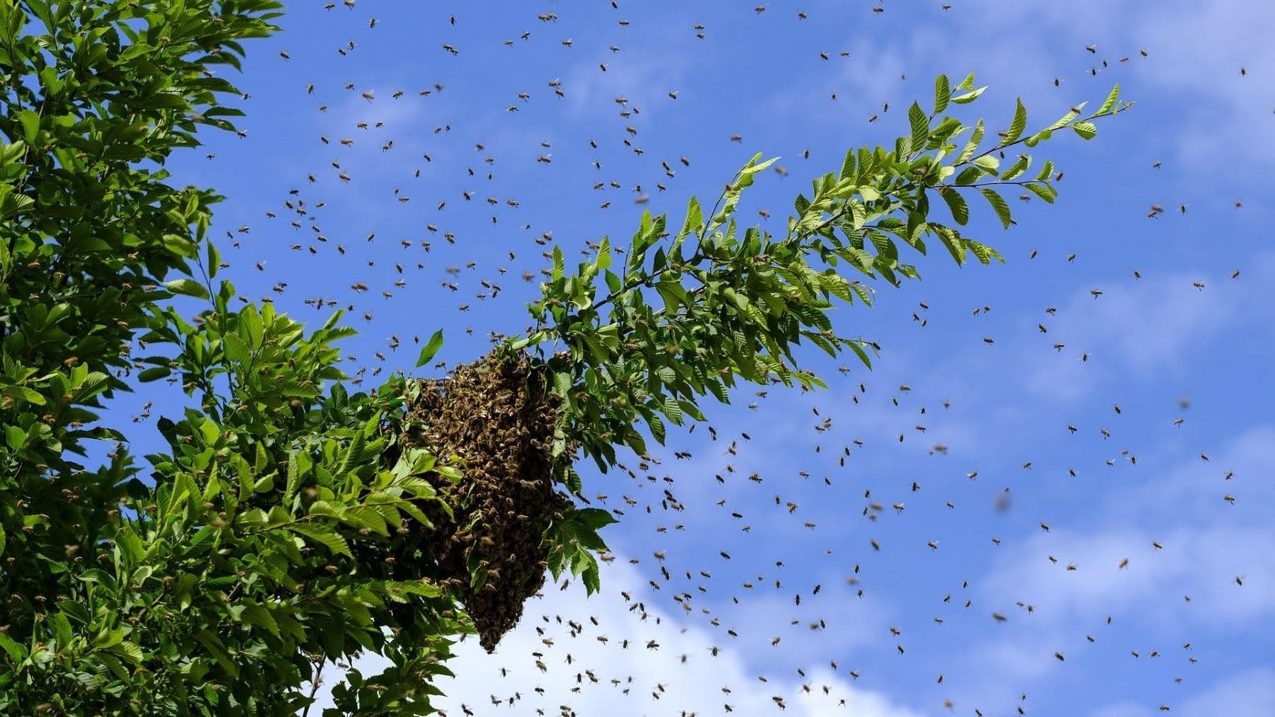 desaparición de las abejas en cultivos agrícolas de América Latina