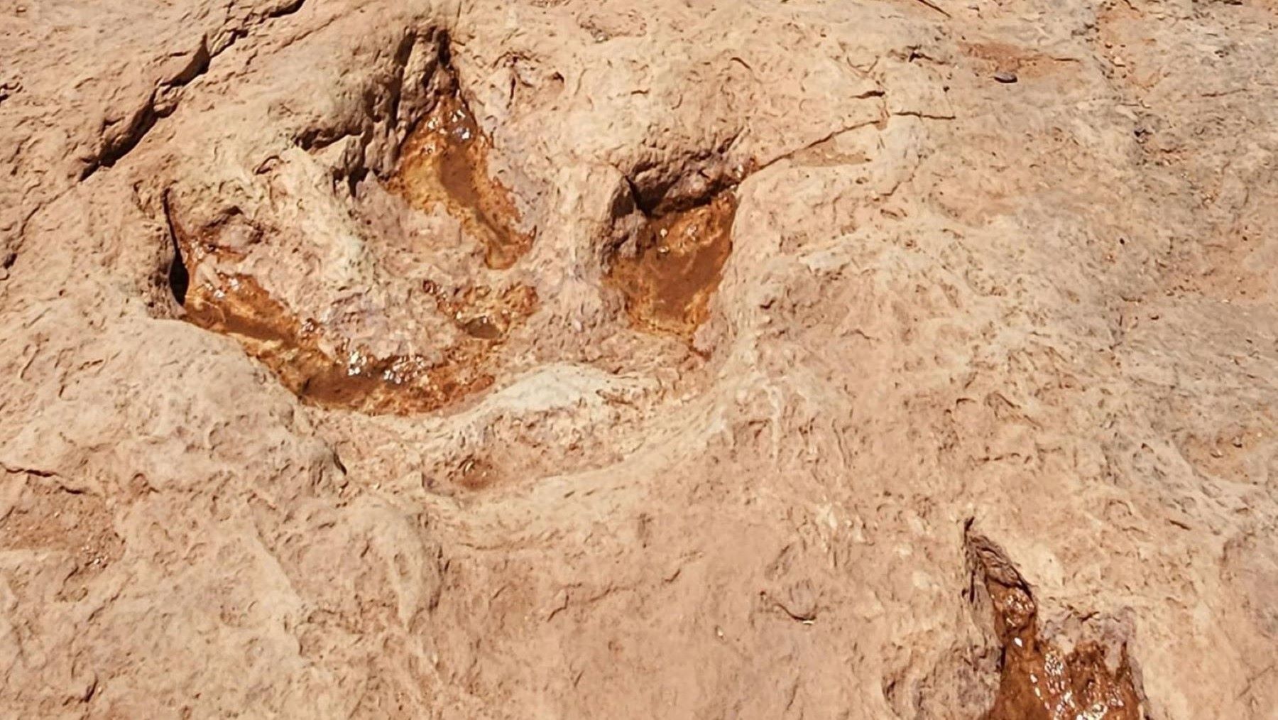 Descubren nuevos fósiles del Siamraptor que revelan su anatomía y evolución