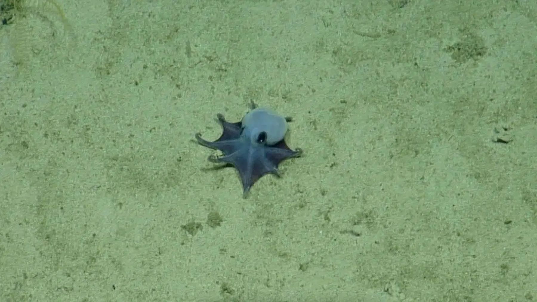 pulpo azul de Galápagos descubierto en aguas profundas