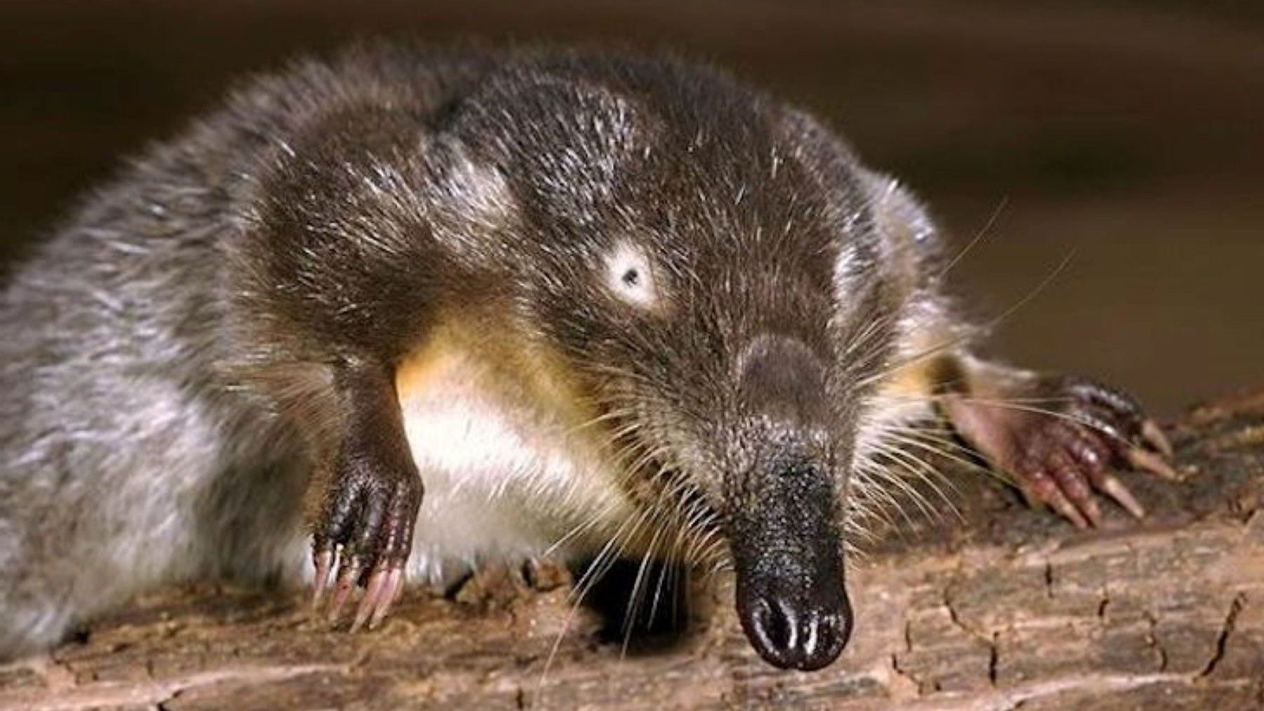 Desmán ibérico en peligro crítico en un ecosistema fluvial de montaña