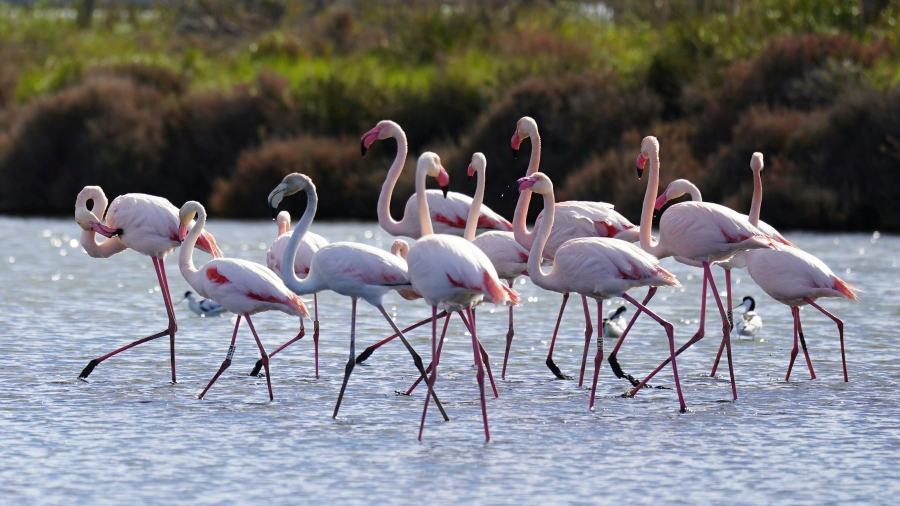 Directivas de Aves y Hábitats en espacio natural protegido europeo