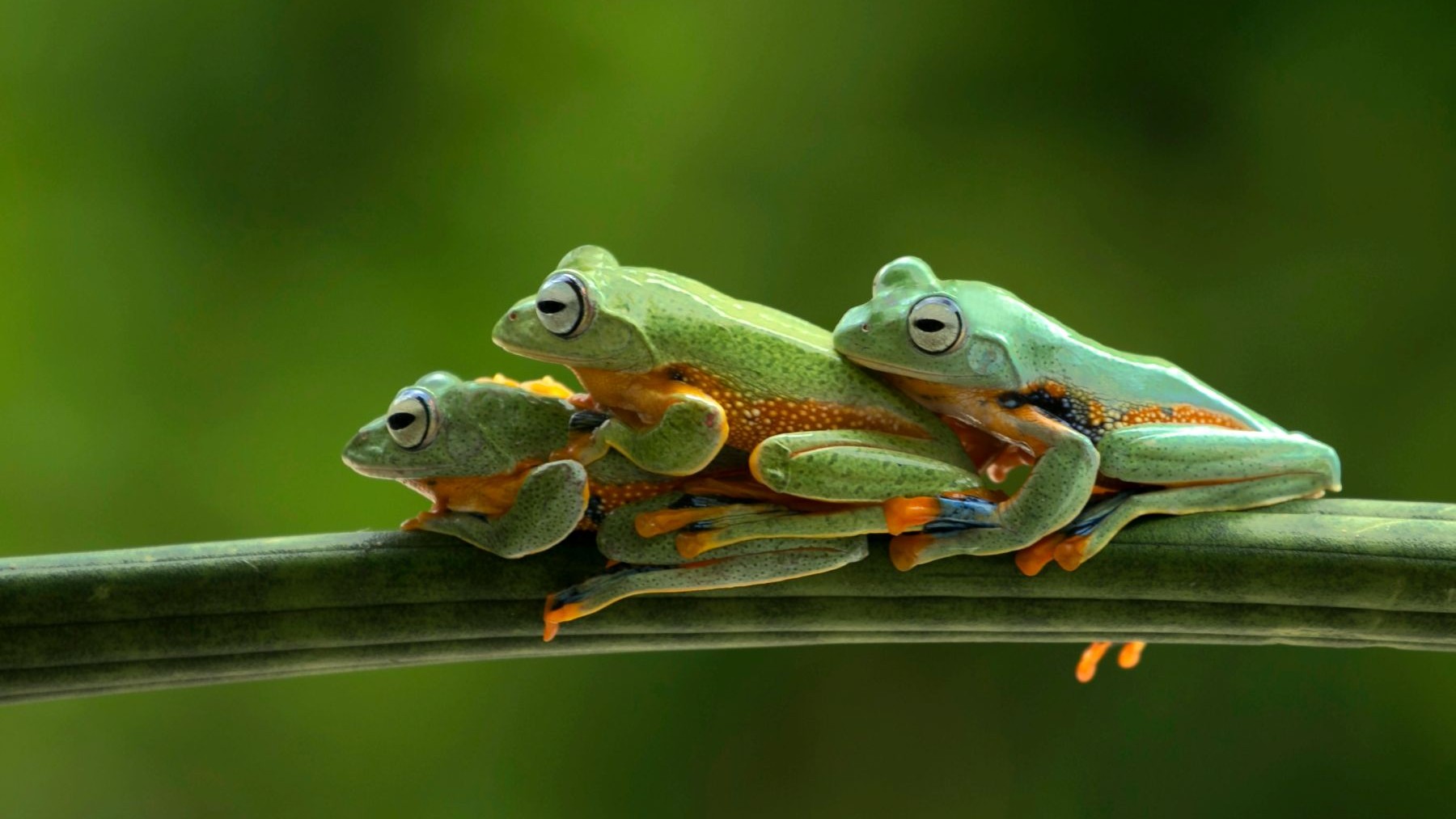 Doñana guarda el tesoro secreto que protege el futuro de anfibios y reptiles del planeta