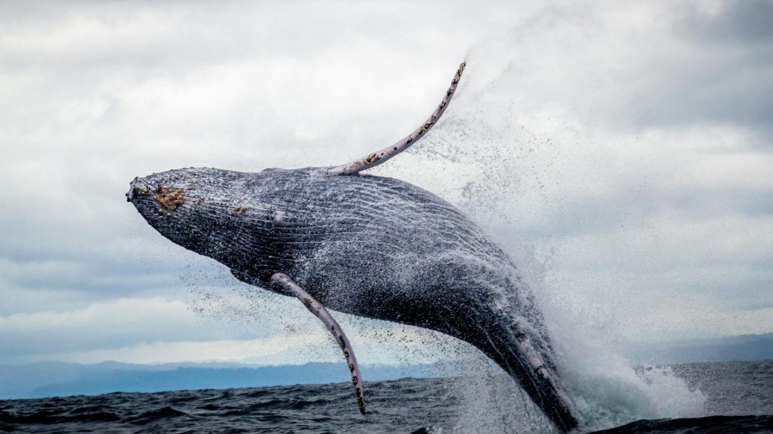 dos ballenas jorobadas alcanzan récord tras recorrer más de 14.000 kilómetros