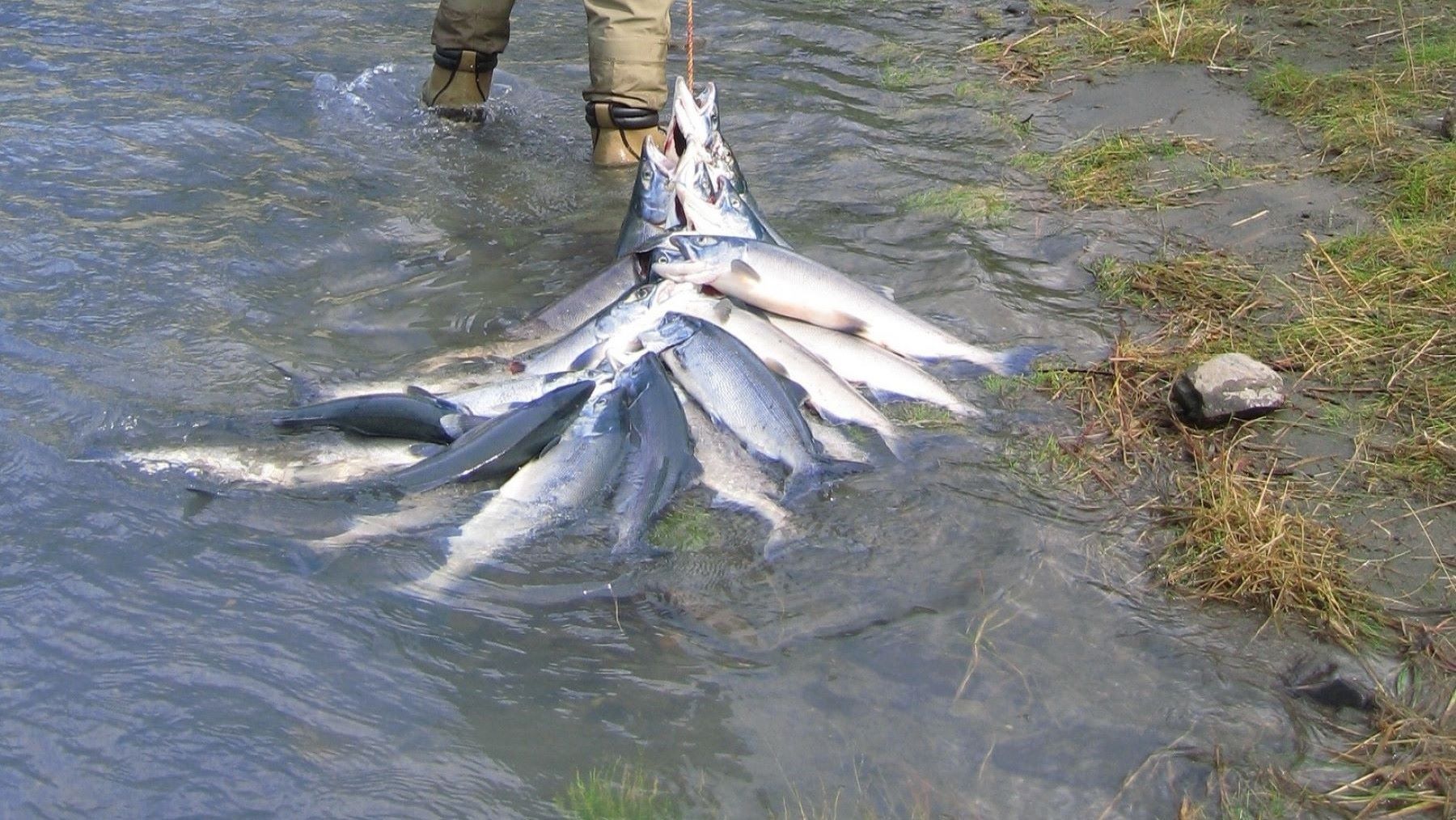 Organizaciones ecologistas recurren el campeonato de pesca de salmón en el Ulla