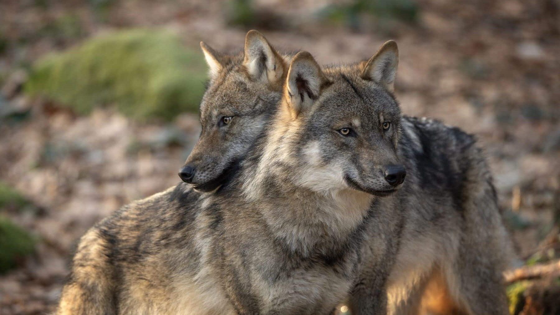Gobierno defiende los datos enviados sobre el lobo