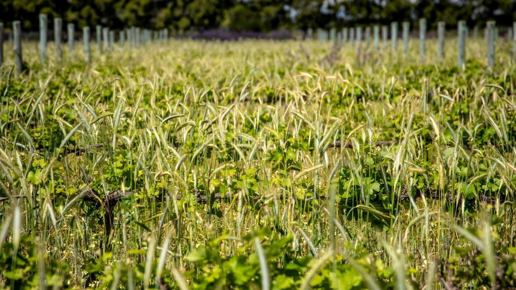 El Plan Estratégico de la Producción Ecológica 2026-2030 en explotaciones agrarias ecológicas de Baleares