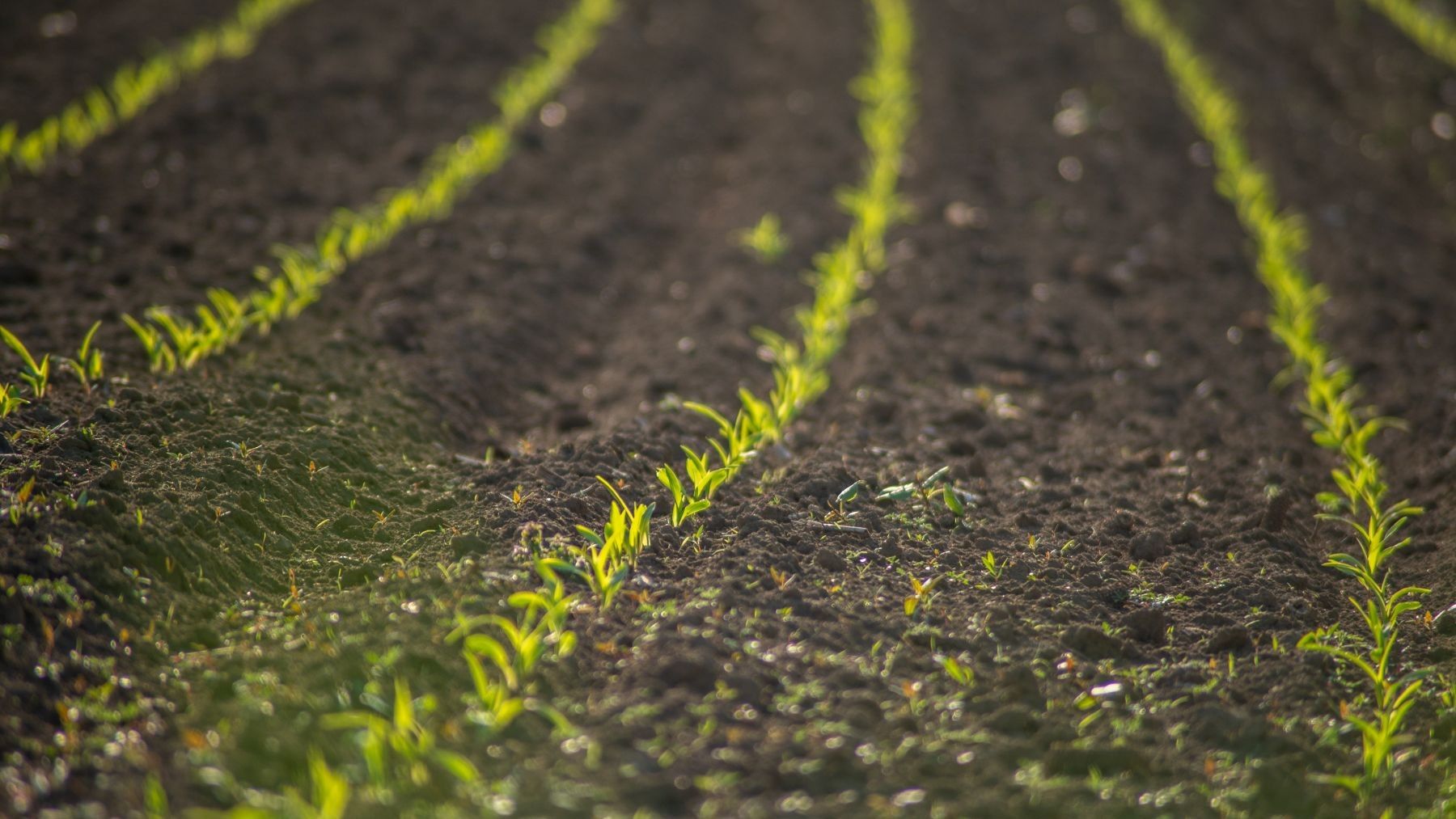 ayudas de agricultura ecológica en Castilla y León