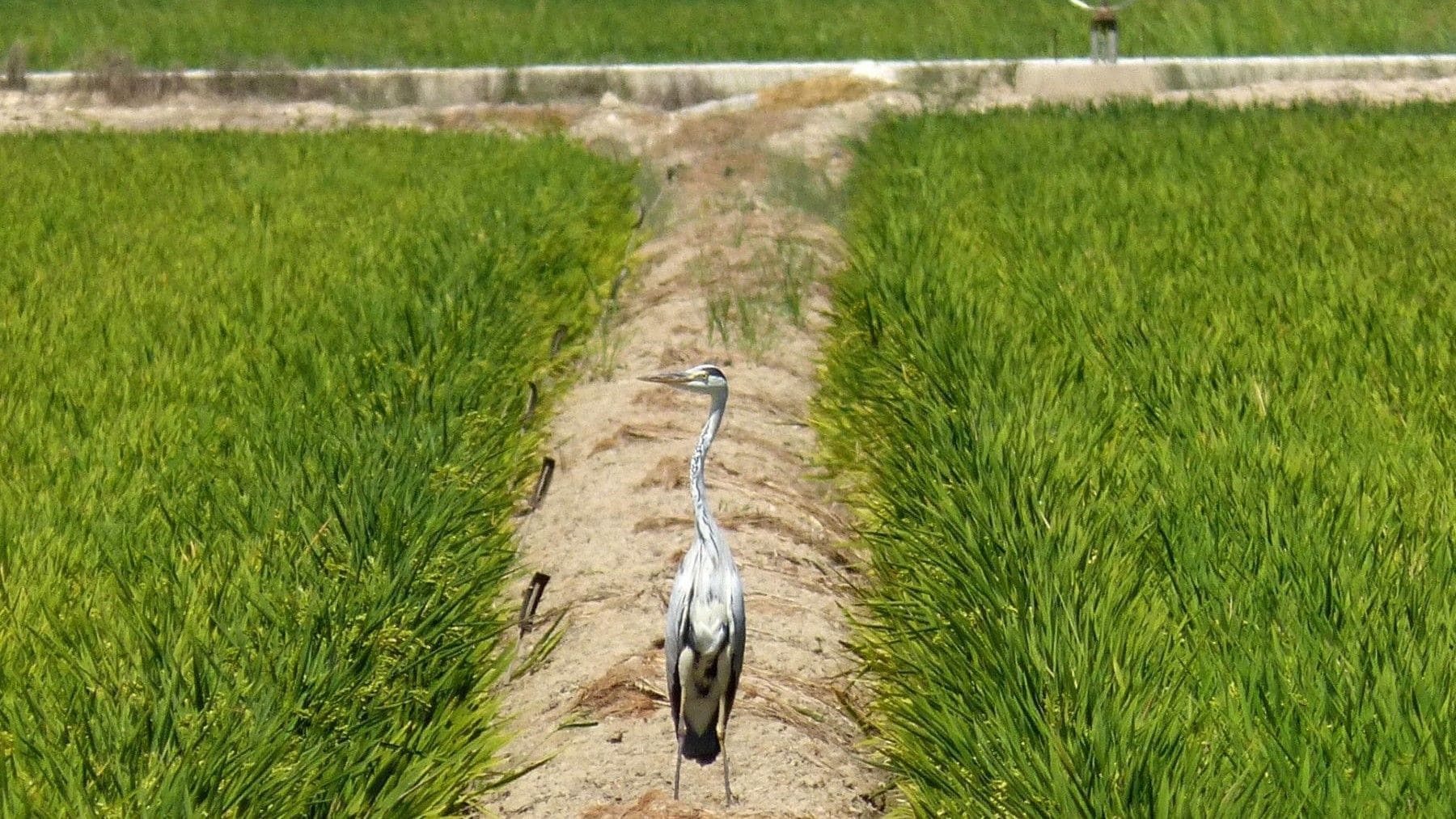 Preservación del delta del Ebro: el Gobierno promete más inversiones europeas tras destinar ya 80 millones de euros