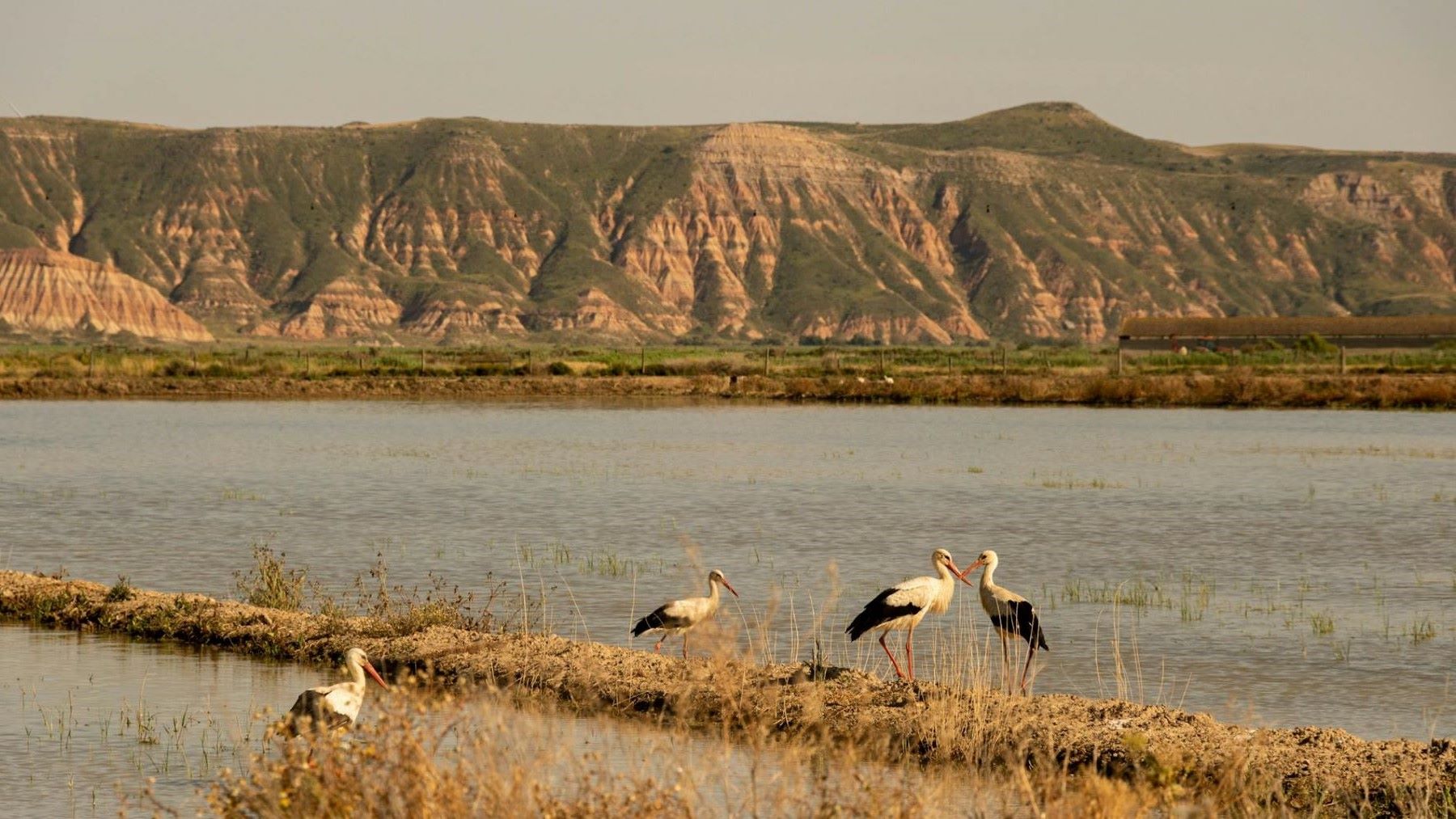 el incendio de Doñana amenaza cientos de especies protegidas entre pinares y sabinares